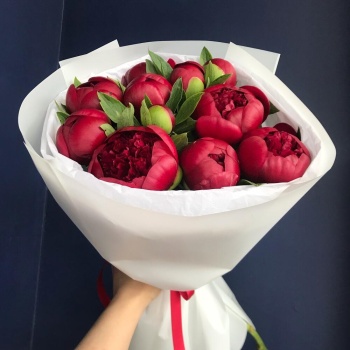 Букет из 11 бордовых пионов