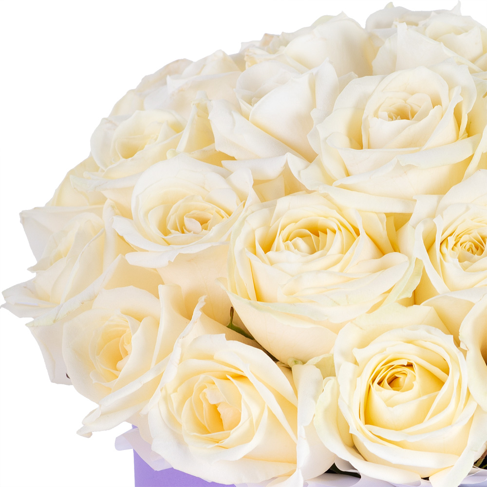 Букет из 35 белых роз premium в фиолетовой шляпной коробке