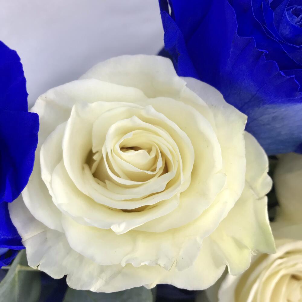 Букет из 15 синих и белых роз Эквадор