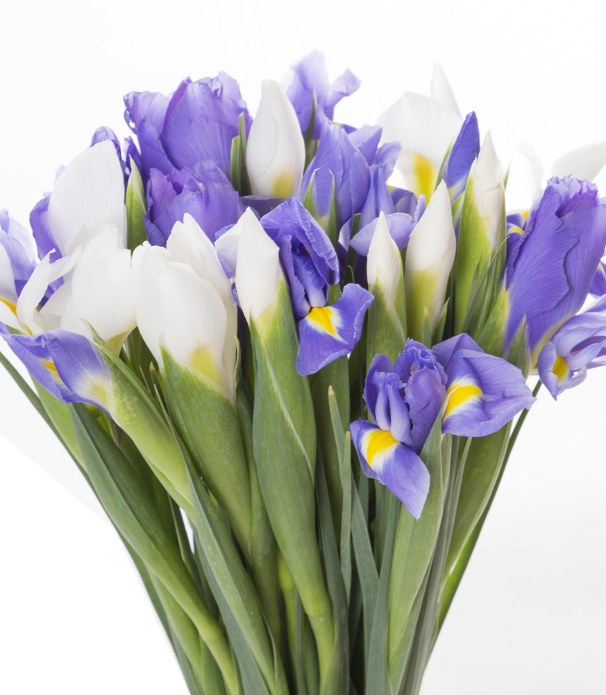 Букет из белого и синего ириса 25 шт