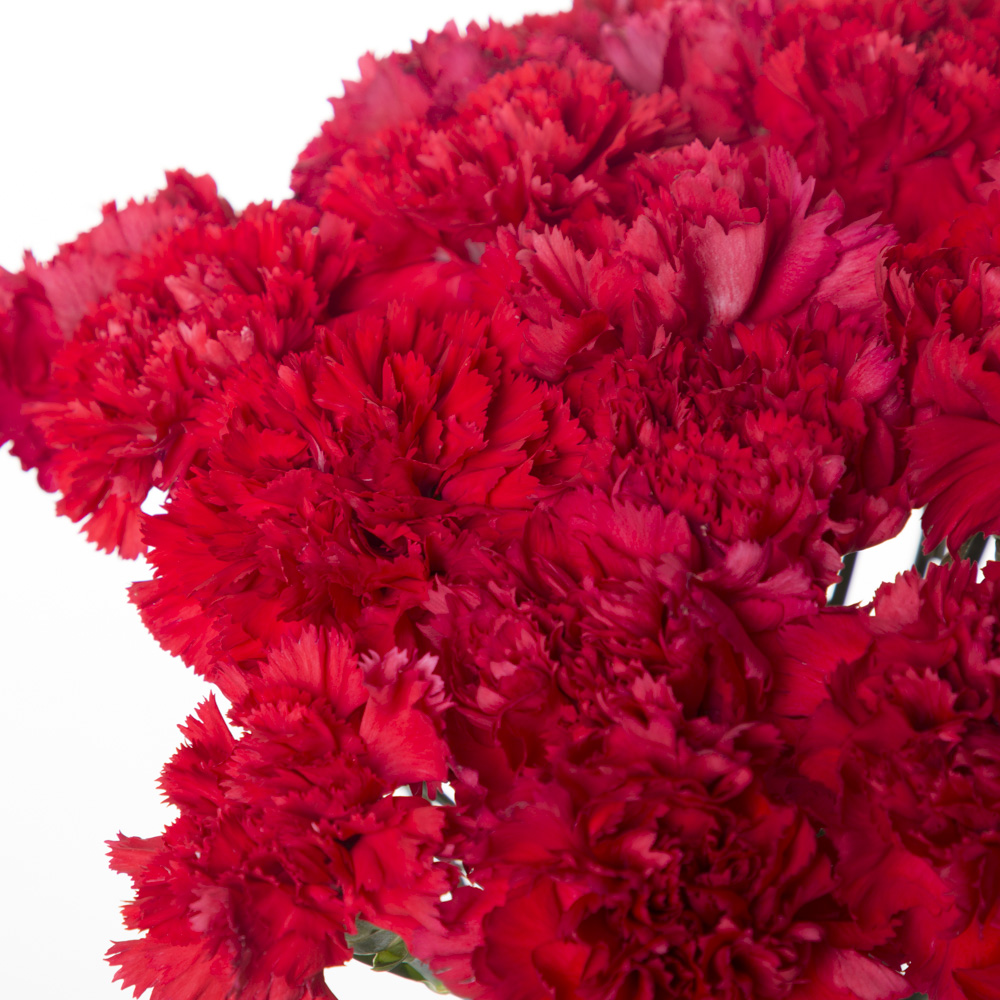 35 красных гвоздик