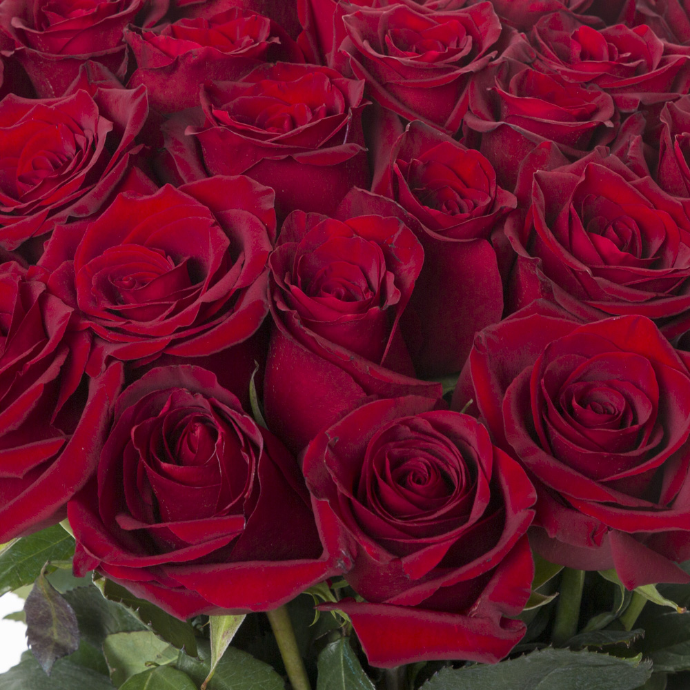 35 красных роз Эквадор 70 см