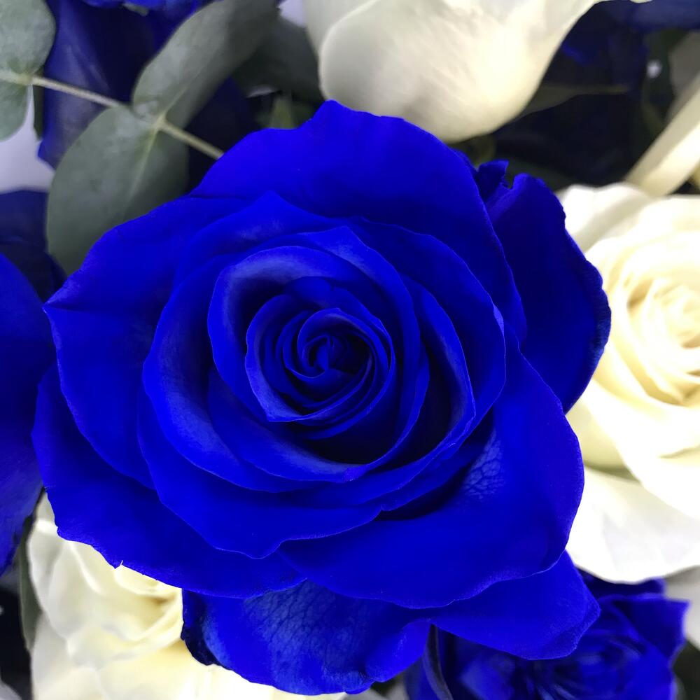 Букет из 15 синих и белых роз Эквадор