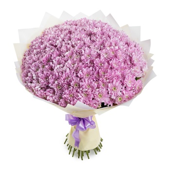 Букет из 51 сиреневой хризантемы