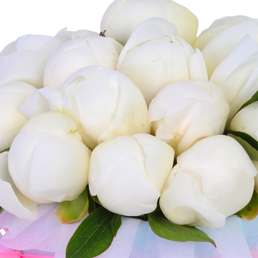 Букет из 15 белых пионов в голубой шляпной коробке