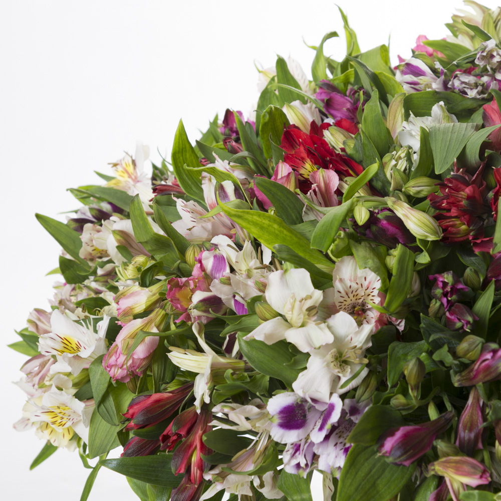 101 разноцветная альстромерия