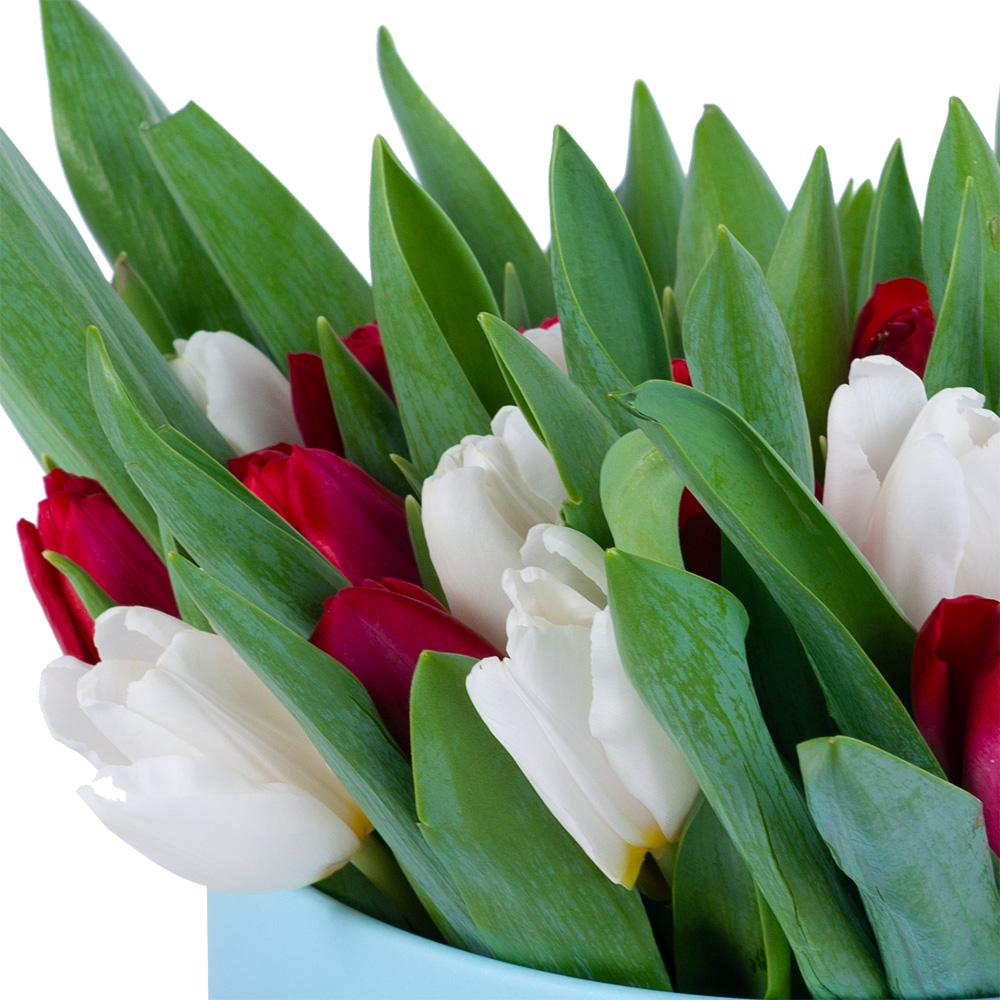 51 Разноцветный тюльпан в голубой шляпной коробке