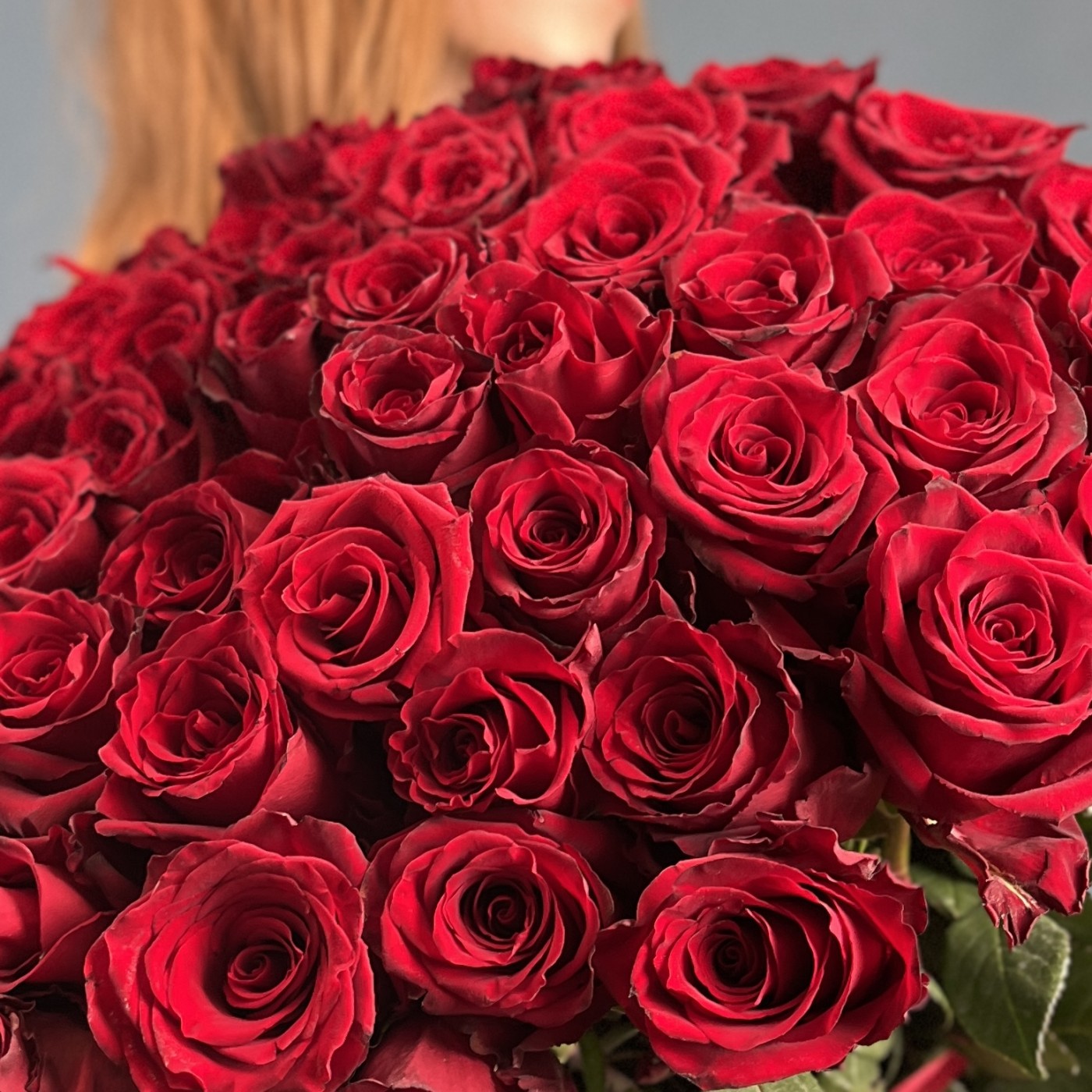 51 красная роза Эквадор 100 см