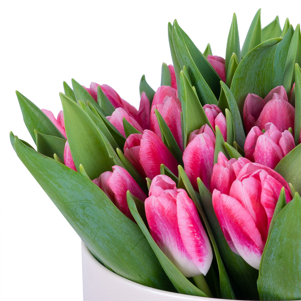 51 Бело-малиновый тюльпан в кремовой шляпной коробке