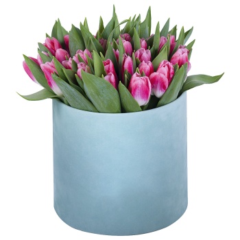 51 Бело-малиновый тюльпан в зеленой бархатной шляпной коробке