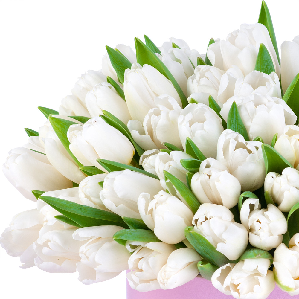 101 белый тюльпан в розовой шляпной коробке