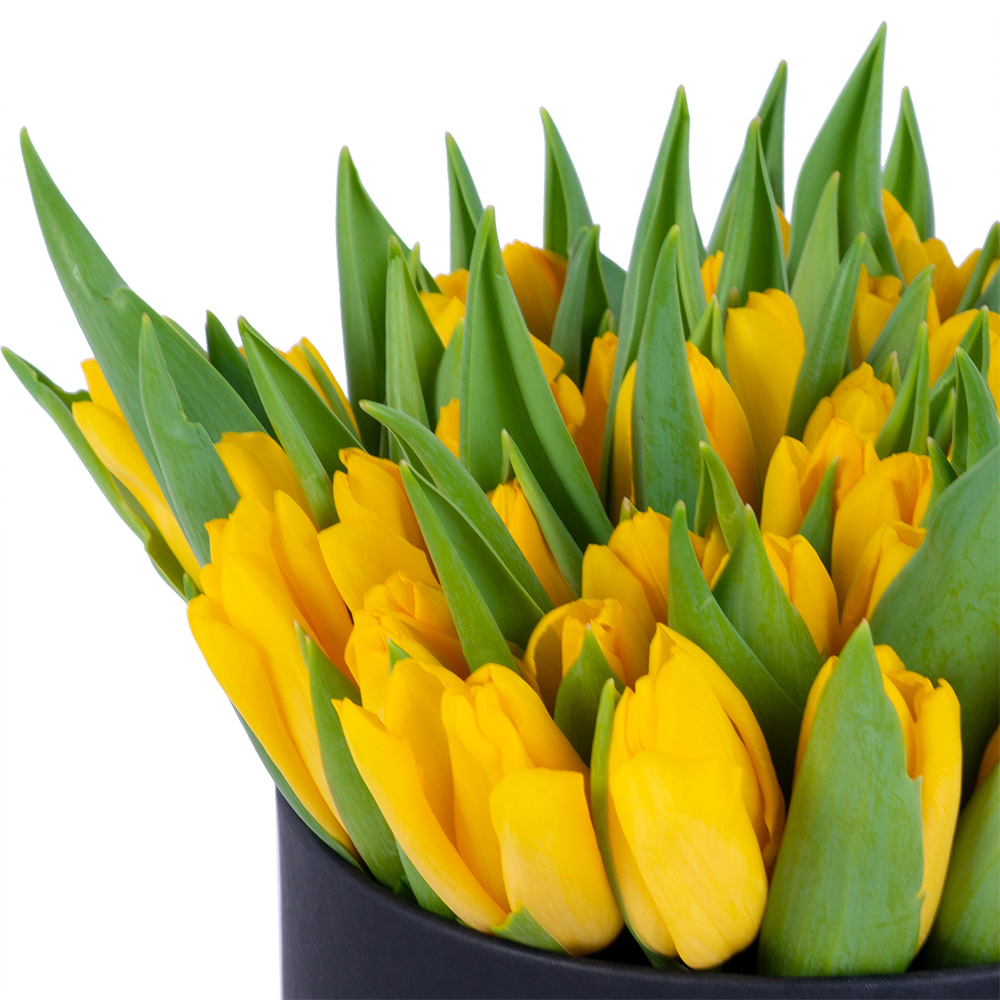 51 желтый тюльпан в черной шляпной коробке