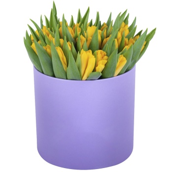 51 желтый тюльпан в фиолетовой шляпной коробке