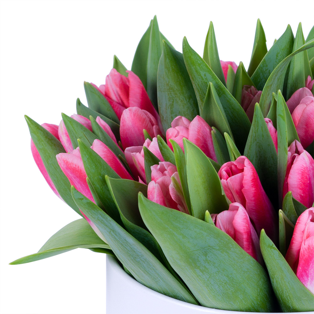 51 Бело-малиновый тюльпан в белой шляпной коробке