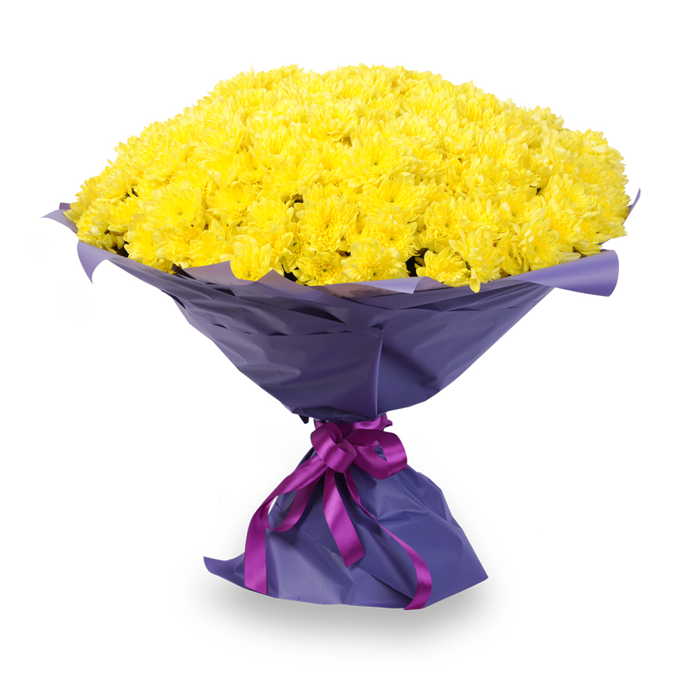 51 желтая хризантема