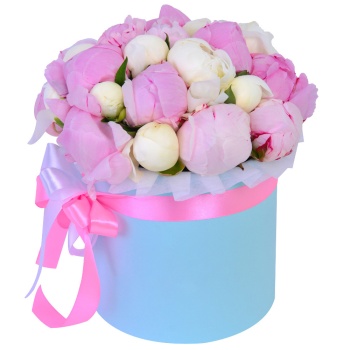 Букет из 25 разноцветных пионов в голубой шляпной коробке