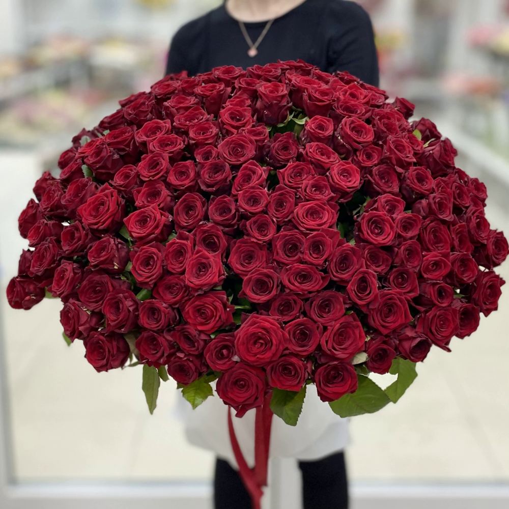 151 красная роза Premium 70 см.