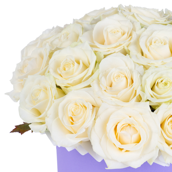 Букет из 25 белых роз premium в фиолетовой шляпной коробке