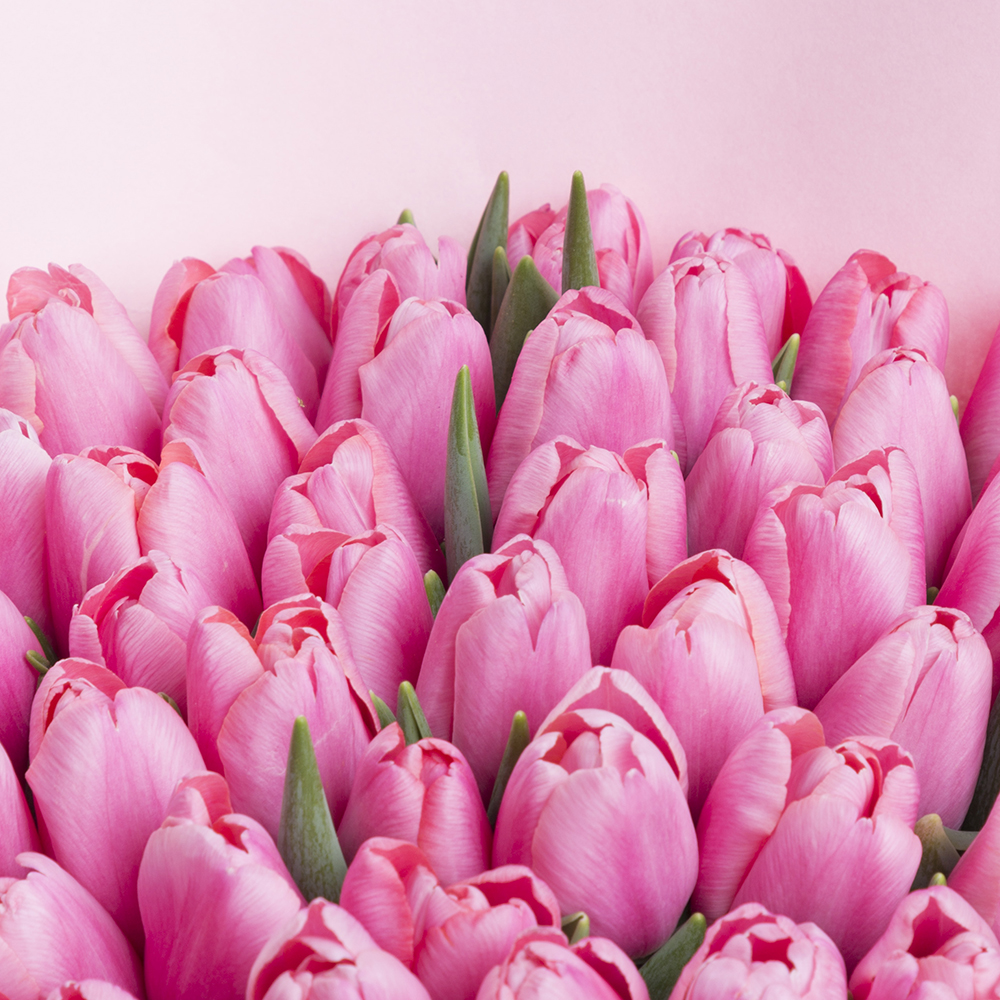Букет из 51 розового тюльпана