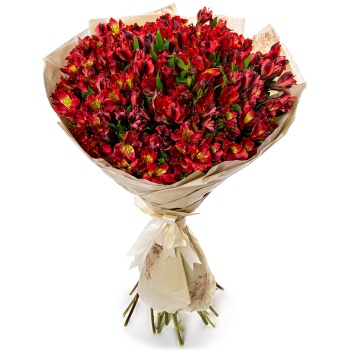 35 красных альстромерий