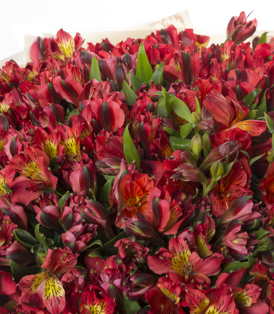 35 красных альстромерий