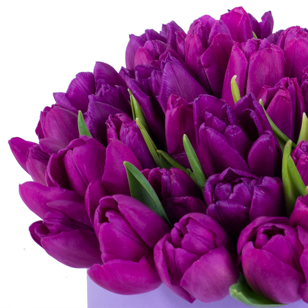 51 фиолетовый тюльпан в фиолетовой шляпной коробке