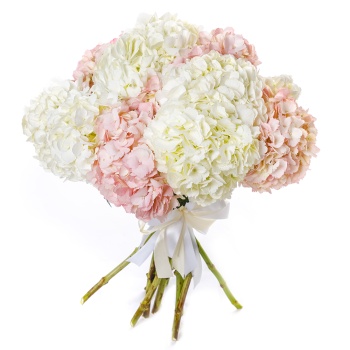 11 разноцветных гортензий