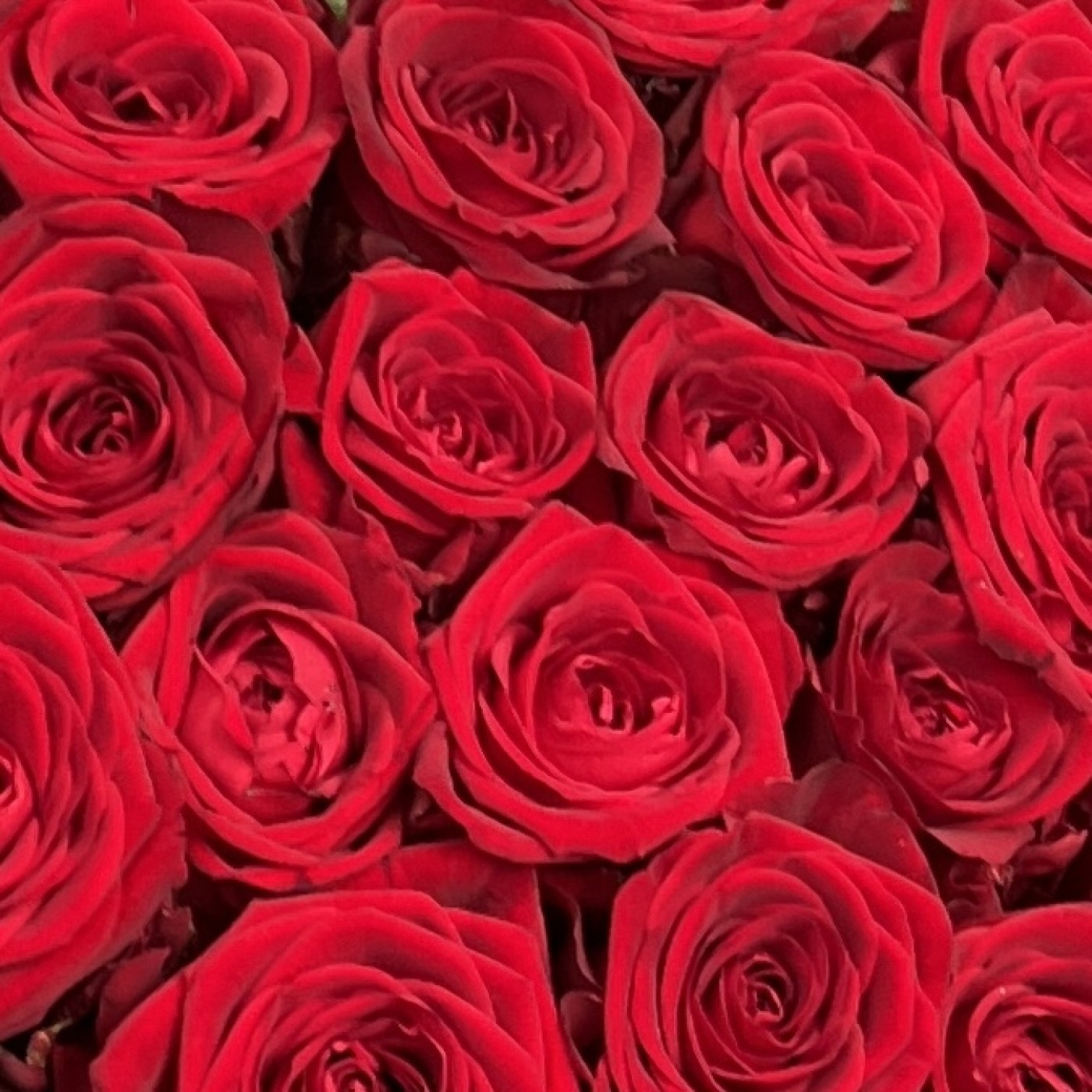 25 красных роз 60 см