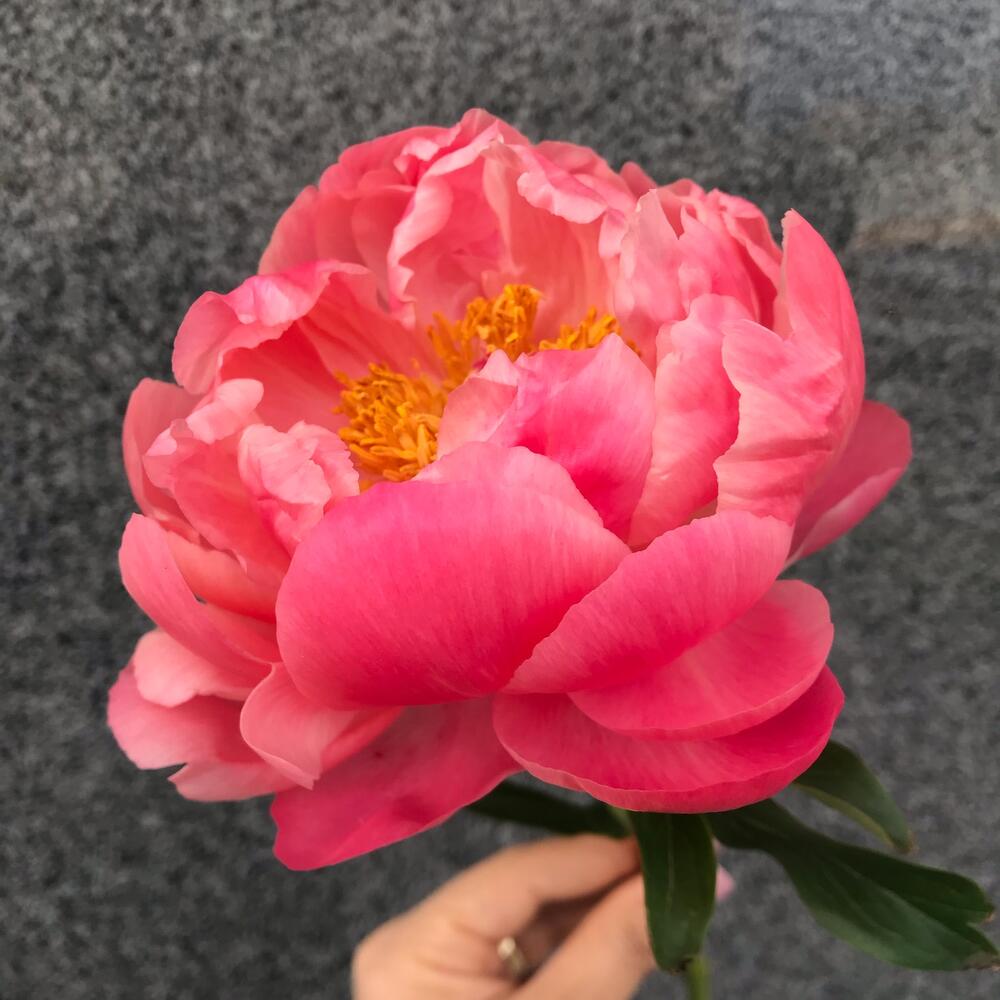 Букет из 15 коралловых пионов