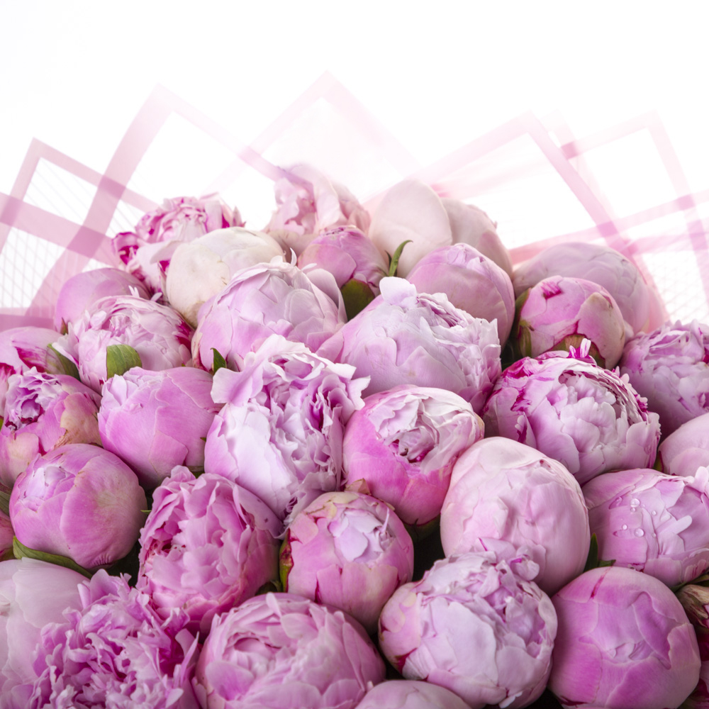 Букет из 35 нежно-розовых пионов