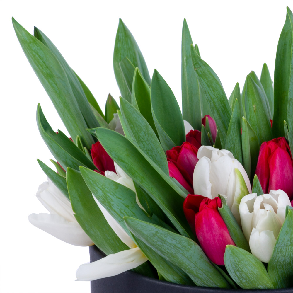 51 Разноцветный тюльпан в черной шляпной коробке