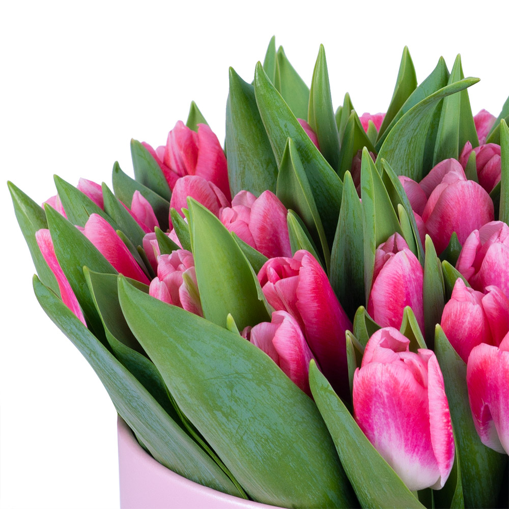 51 Бело-малиновый тюльпан в розовой шляпной коробке